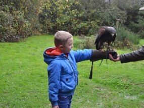 Customer Photo of Birds of Prey Horsham West Sussex